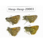 Thoressa sp. China, Yunnan, Xiangerila, Weixi County. 4M. Hesp-Hesp-20003.