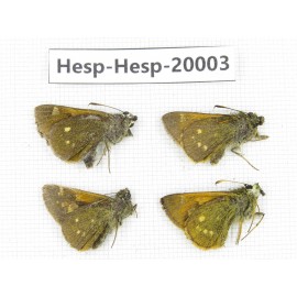 Thoressa sp. China, Yunnan, Xiangerila, Weixi County. 4M. Hesp-Hesp-20003.
