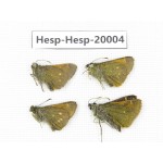 Thoressa sp. China, Yunnan, Xiangerila, Weixi County. 4M. Hesp-Hesp-20004.