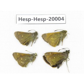 Thoressa sp. China, Yunnan, Xiangerila, Weixi County. 4M. Hesp-Hesp-20004.