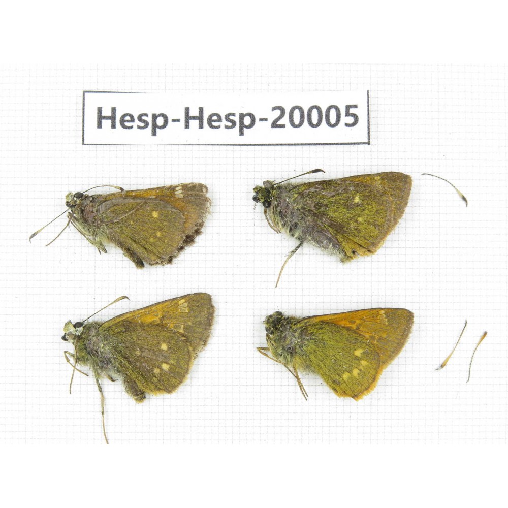 Thoressa sp. China, Yunnan, Xiangerila, Weixi County. 4M. Hesp-Hesp-20005.