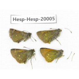 Thoressa sp. China, Yunnan, Xiangerila, Weixi County. 4M. Hesp-Hesp-20005.