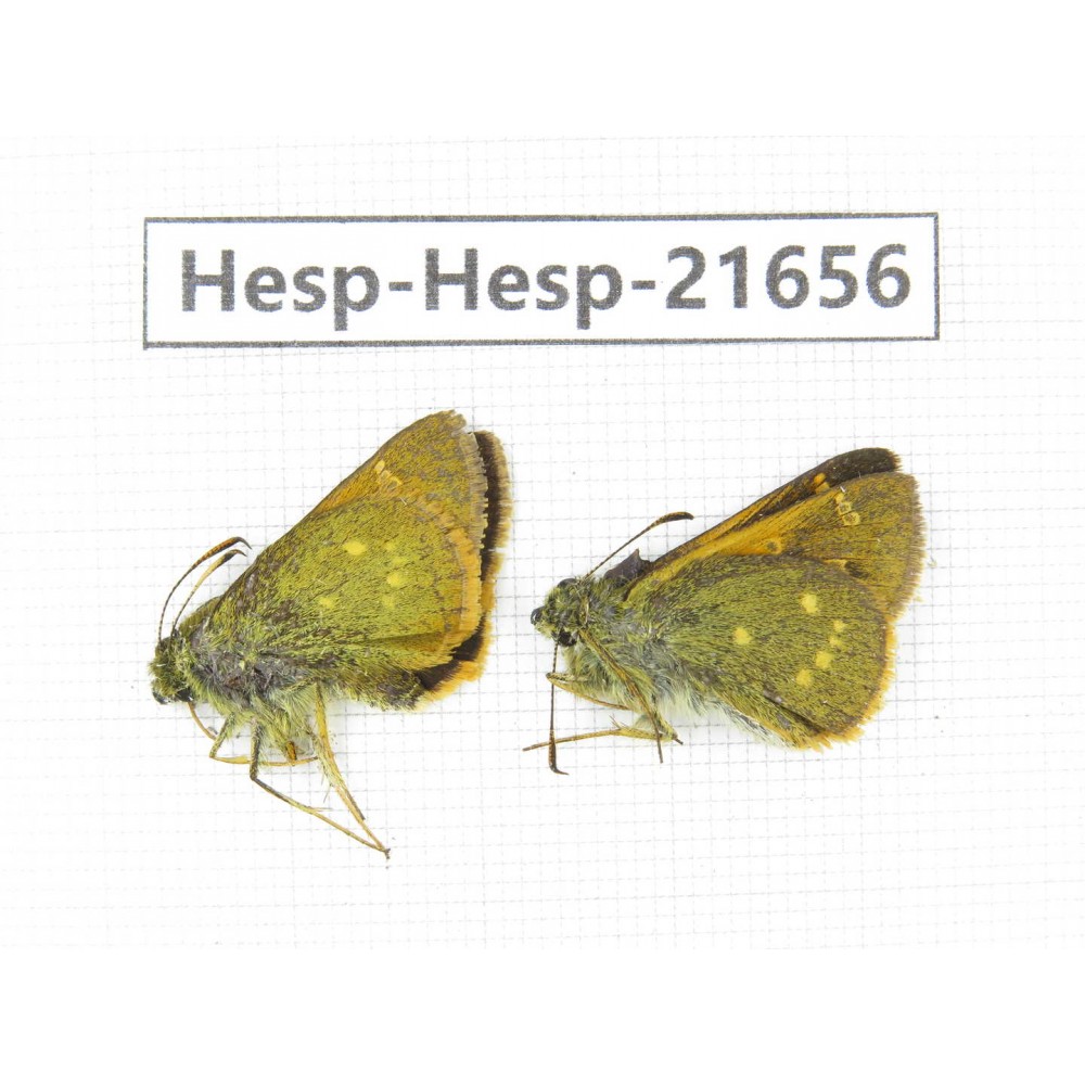 Thoressa sp. China, Yunnan, Xiangerila, Weixi county, N of Mt.Yunling. 2M. Hesp-Hesp-21656.