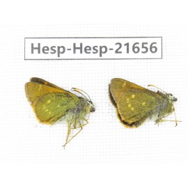 Thoressa sp. China, Yunnan, Xiangerila, Weixi county, N of Mt.Yunling. 2M. Hesp-Hesp-21656.