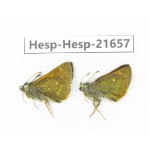 Thoressa sp. China, Yunnan, Xiangerila, Weixi county, N of Mt.Yunling. 2M. Hesp-Hesp-21657.