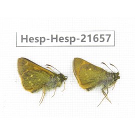 Thoressa sp. China, Yunnan, Xiangerila, Weixi county, N of Mt.Yunling. 2M. Hesp-Hesp-21657.