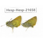 Thoressa sp. China, Yunnan, Xiangerila, Weixi county, N of Mt.Yunling. 2M. Hesp-Hesp-21658.