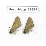 Pelopidas mathias. China, Zhejiang, Ningbo, Cixi. 1P. Hesp-Hesp-21624.