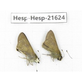 Pelopidas mathias. China, Zhejiang, Ningbo, Cixi. 1P. Hesp-Hesp-21624.