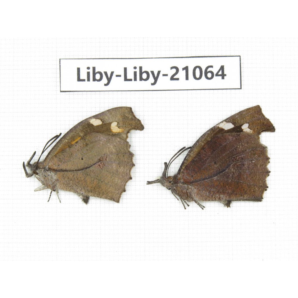 Libythea lepita ssp. China, Tibet, Linzhi, Milin county. 2M. Liby-Liby-21064.