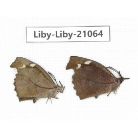 Libythea lepita ssp. China, Tibet, Linzhi, Milin county. 2M. Liby-Liby-21064.