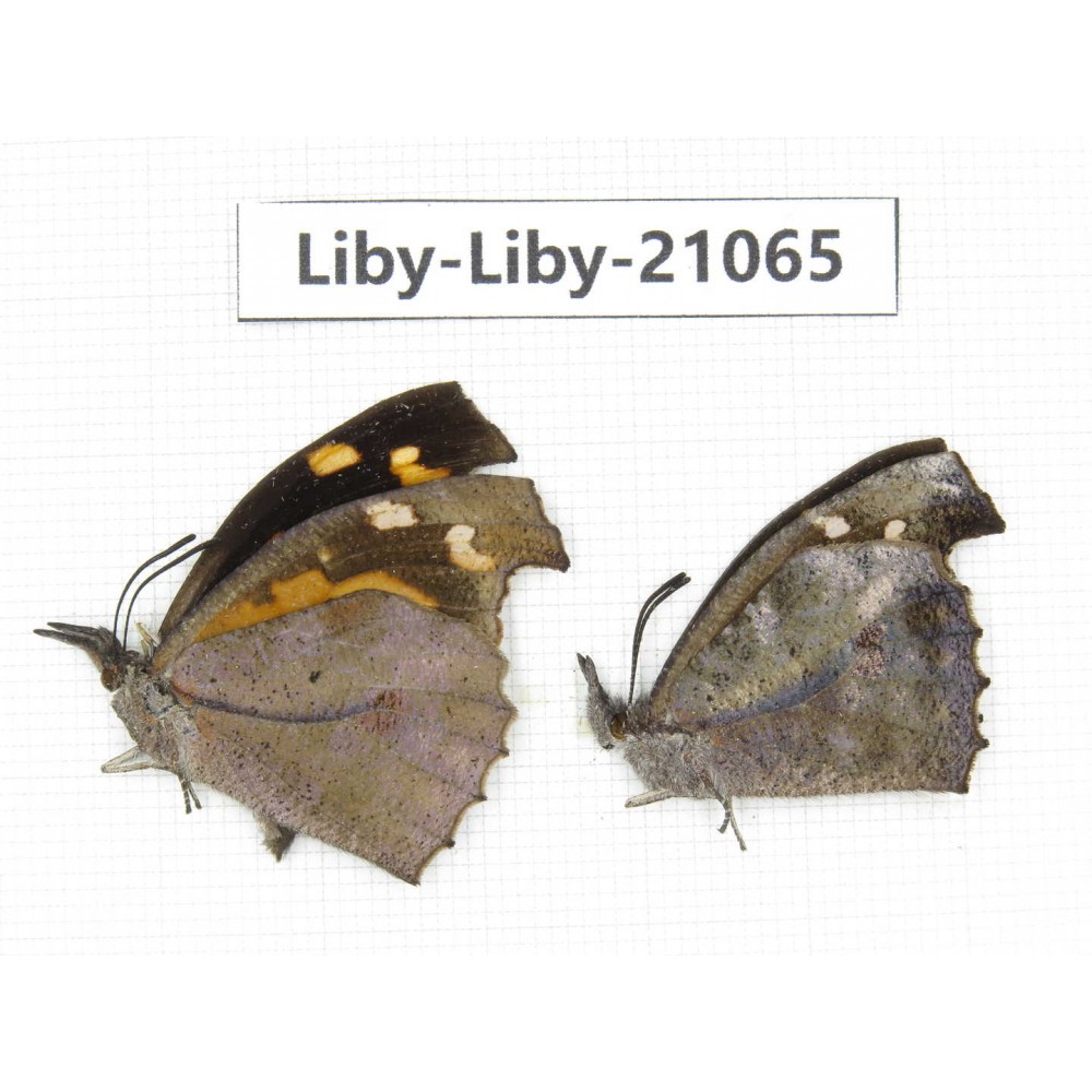 Libythea lepita ssp. China, Tibet, Linzhi, Milin county. 2M. Liby-Liby-21065.