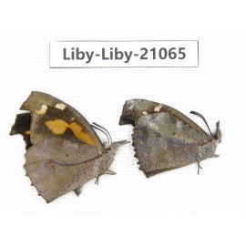 Libythea lepita ssp. China, Tibet, Linzhi, Milin county. 2M. Liby-Liby-21065.