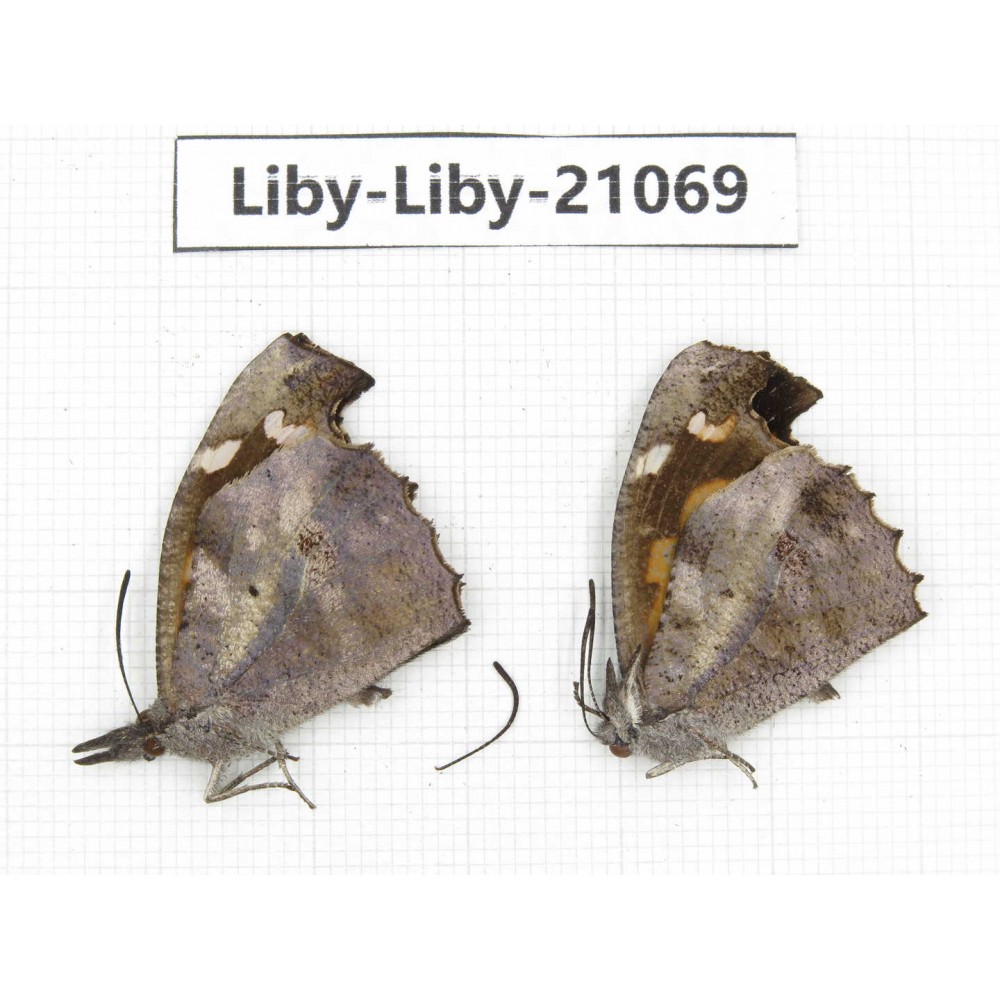 Libythea lepita ssp. China, Yunnan, Nujiang, N of Mt.Biluoxueshan. 2M. Liby-Liby-21069.