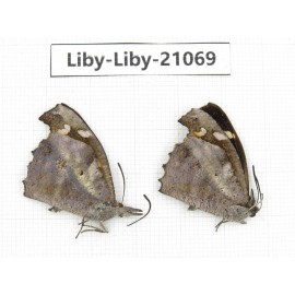 Libythea lepita ssp. China, Yunnan, Nujiang, N of Mt.Biluoxueshan. 2M. Liby-Liby-21069.