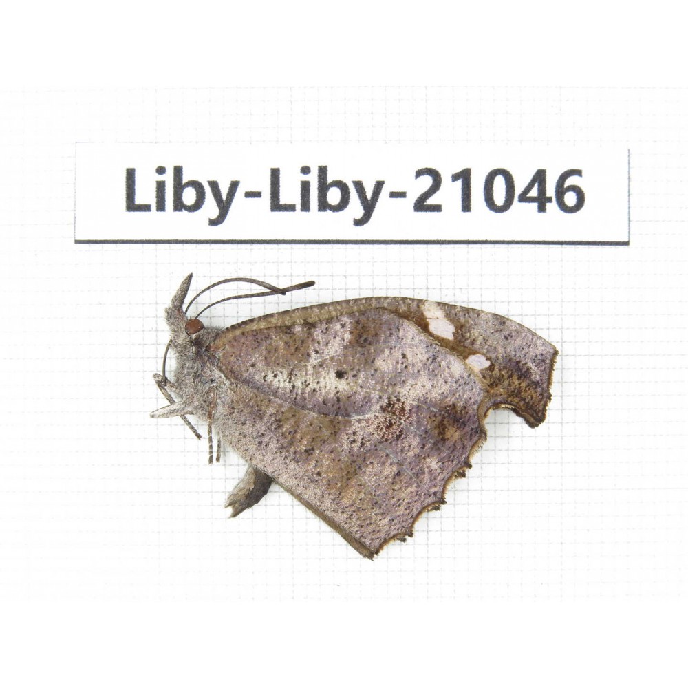 Libythea lepita ssp. China, Yunnan, Nujiang, N of Mt.Biluoxueshan. 1M. Liby-Liby-21046.