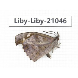 Libythea lepita ssp. China, Yunnan, Nujiang, N of Mt.Biluoxueshan. 1M. Liby-Liby-21046.