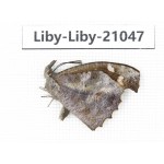 Libythea lepita ssp. China, Yunnan, Nujiang, N of Mt.Biluoxueshan. 1M. Liby-Liby-21047.