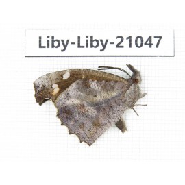 Libythea lepita ssp. China, Yunnan, Nujiang, N of Mt.Biluoxueshan. 1M. Liby-Liby-21047.