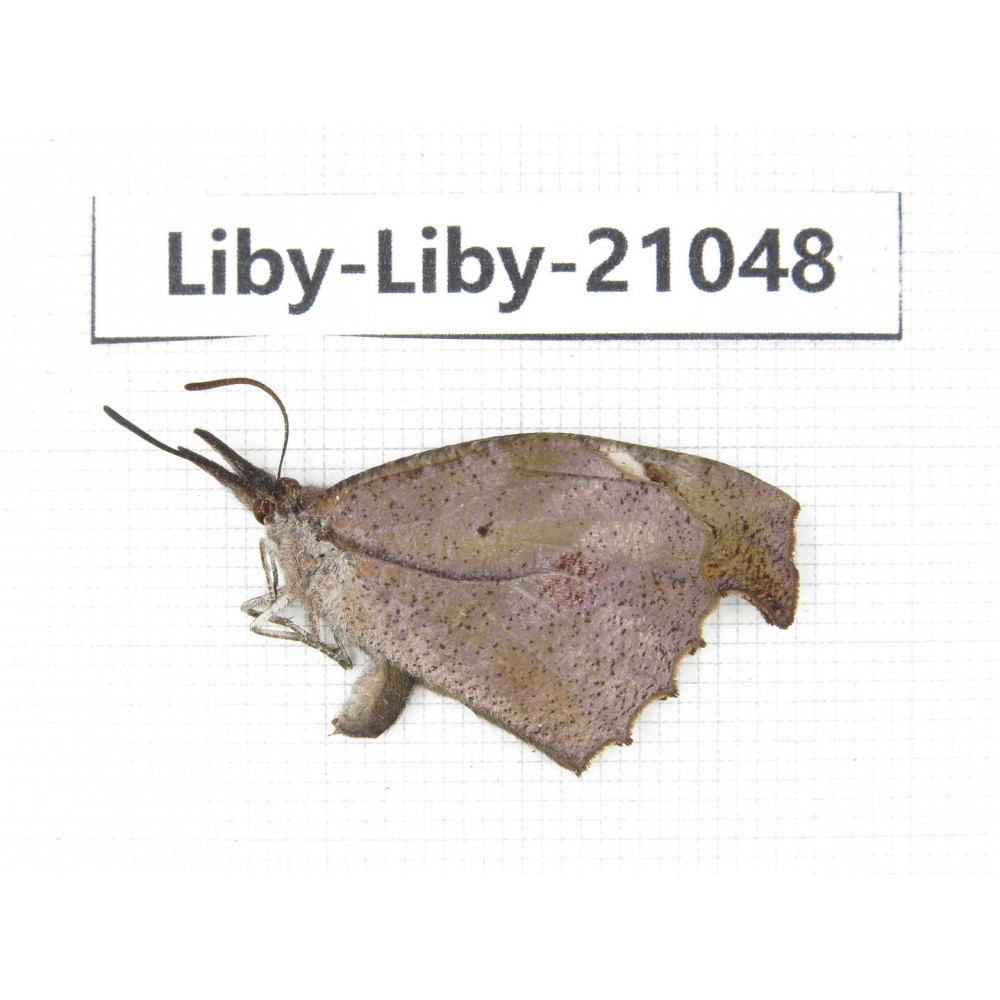 Libythea lepita ssp. China, Yunnan, Nujiang, N of Mt.Biluoxueshan. 1M. Liby-Liby-21048.
