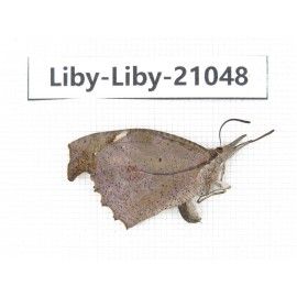 Libythea lepita ssp. China, Yunnan, Nujiang, N of Mt.Biluoxueshan. 1M. Liby-Liby-21048.