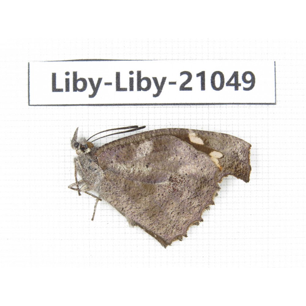 Libythea lepita ssp. China, Yunnan, Nujiang, N of Mt.Biluoxueshan. 1M. Liby-Liby-21049.