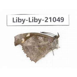 Libythea lepita ssp. China, Yunnan, Nujiang, N of Mt.Biluoxueshan. 1M. Liby-Liby-21049.