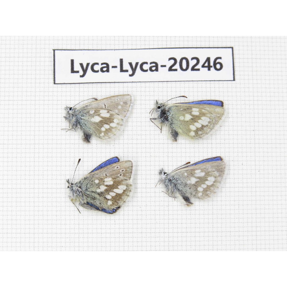 Albulina orbitula. China, Gansu, S of Jiayuguan city, Mt.Qilianshan. 4M. Lyca-Lyca-20246.