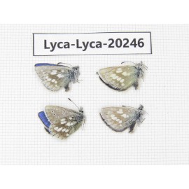 Albulina orbitula. China, Gansu, S of Jiayuguan city, Mt.Qilianshan. 4M. Lyca-Lyca-20246.