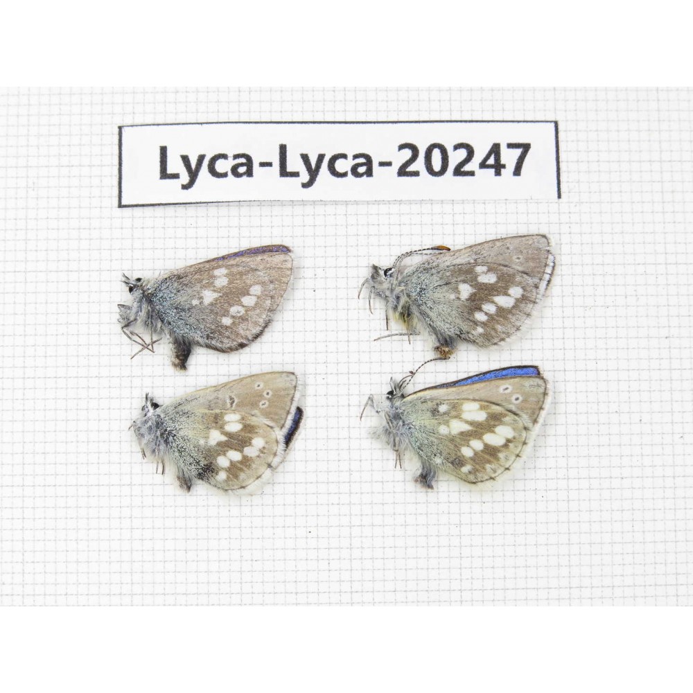 Albulina orbitula. China, Gansu, S of Jiayuguan city, Mt.Qilianshan. 4M. Lyca-Lyca-20247.
