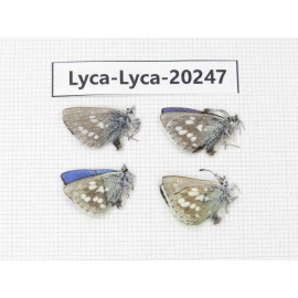 Albulina orbitula. China, Gansu, S of Jiayuguan city, Mt.Qilianshan. 4M. Lyca-Lyca-20247.