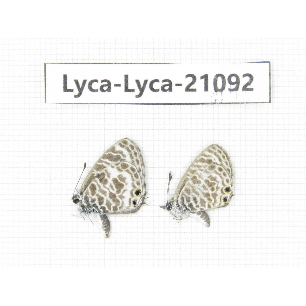 Syntarucus plinius. China, Guangxi, Baise area, Pingguo county. 2M. Lyca-Lyca-21092.