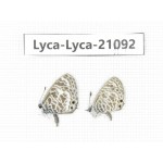 Syntarucus plinius. China, Guangxi, Baise area, Pingguo county. 2M. Lyca-Lyca-21092.