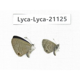 Jamides bochus. China, Guangxi, Baise area, Pingguo county. 2M. Lyca-Lyca-21125.