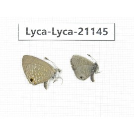 Jamides bochus. China, Guangxi, Baise area, Pingguo county. 2M. Lyca-Lyca-21145.