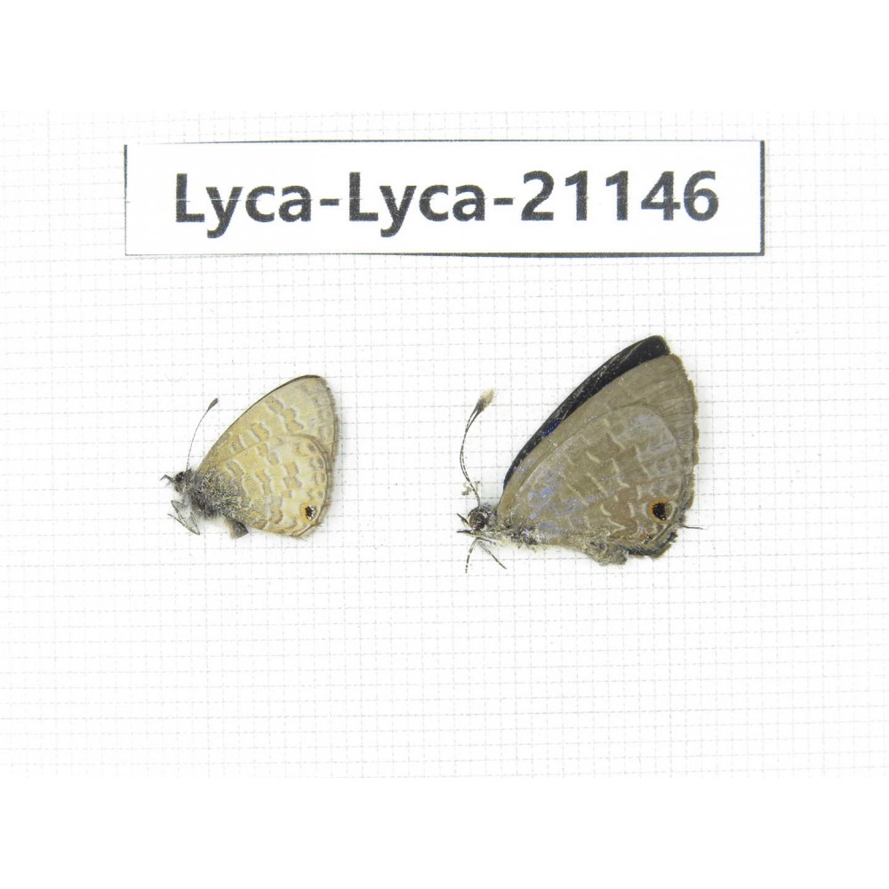 Jamides bochus. China, Guangxi, Baise area, Pingguo county. 2M. Lyca-Lyca-21146.