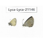 Jamides bochus. China, Guangxi, Baise area, Pingguo county. 2M. Lyca-Lyca-21146.
