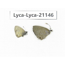 Jamides bochus. China, Guangxi, Baise area, Pingguo county. 2M. Lyca-Lyca-21146.