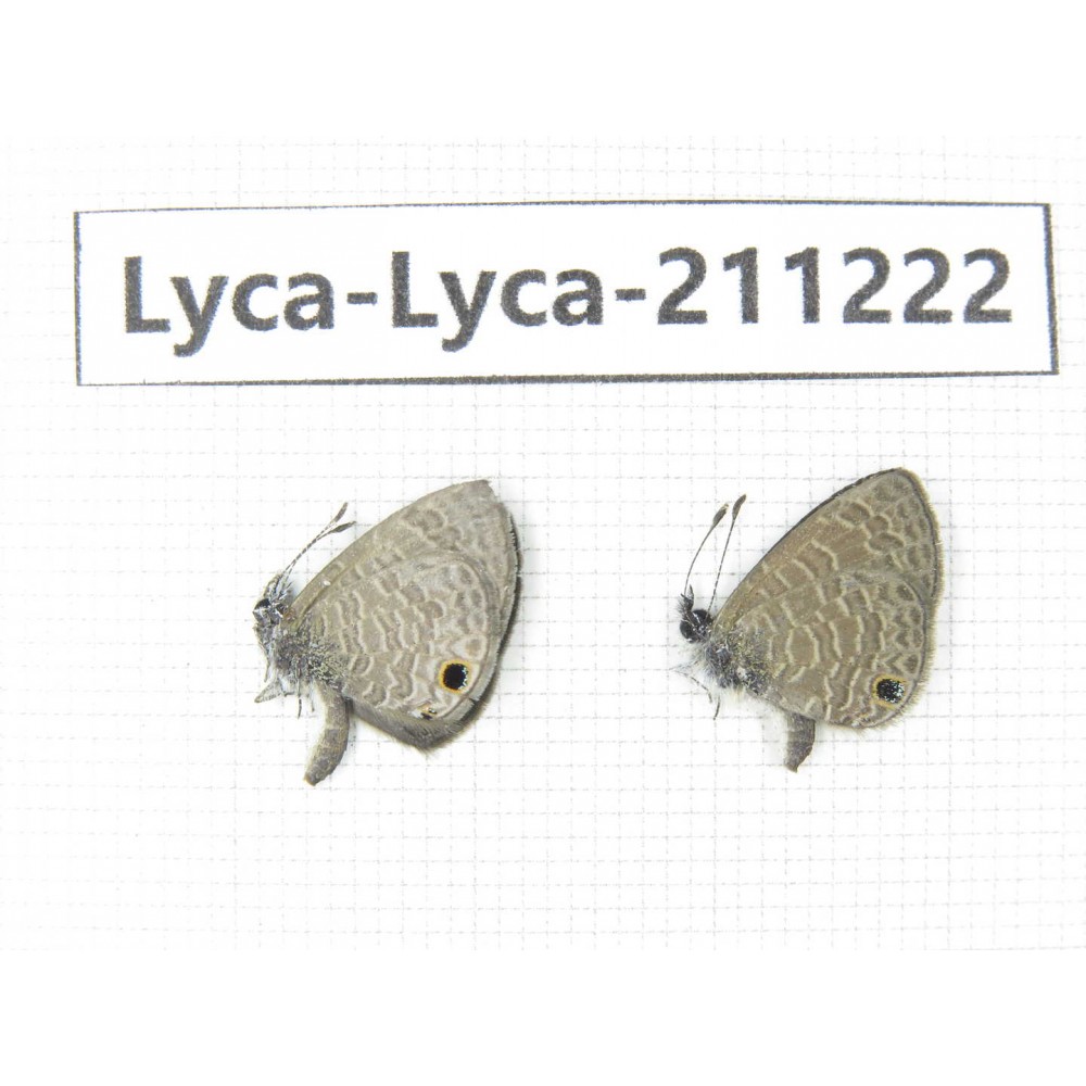 Jamides bochus. China, Guangxi, Baise, Mt.Cenwanglaoshan. 2M. Lyca-Lyca-211222.