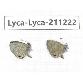 Jamides bochus. China, Guangxi, Baise, Mt.Cenwanglaoshan. 2M. Lyca-Lyca-211222.