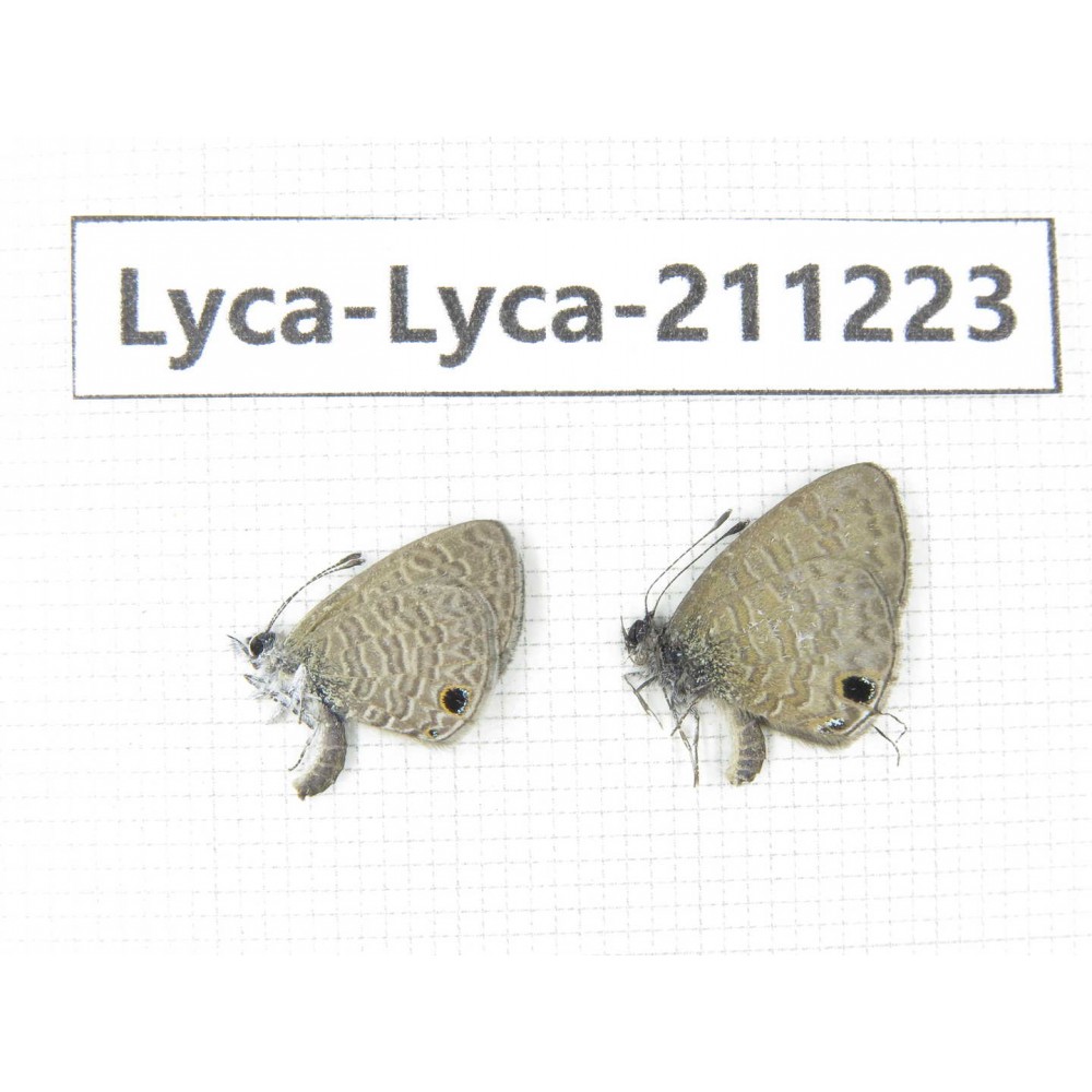 Jamides bochus. China, Guangxi, Baise, Mt.Cenwanglaoshan. 2M. Lyca-Lyca-211223.