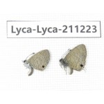 Jamides bochus. China, Guangxi, Baise, Mt.Cenwanglaoshan. 2M. Lyca-Lyca-211223.