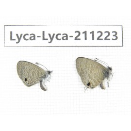 Jamides bochus. China, Guangxi, Baise, Mt.Cenwanglaoshan. 2M. Lyca-Lyca-211223.