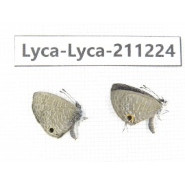 Jamides bochus. China, Guangxi, Baise, Mt.Cenwanglaoshan. 2M. Lyca-Lyca-211224.