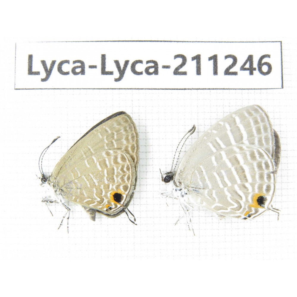 Jamides alecto. China, Guangxi, Baise, Mt.Cenwanglaoshan. 2M. Lyca-Lyca-211246.