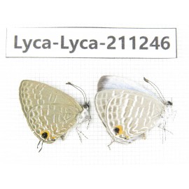 Jamides alecto. China, Guangxi, Baise, Mt.Cenwanglaoshan. 2M. Lyca-Lyca-211246.
