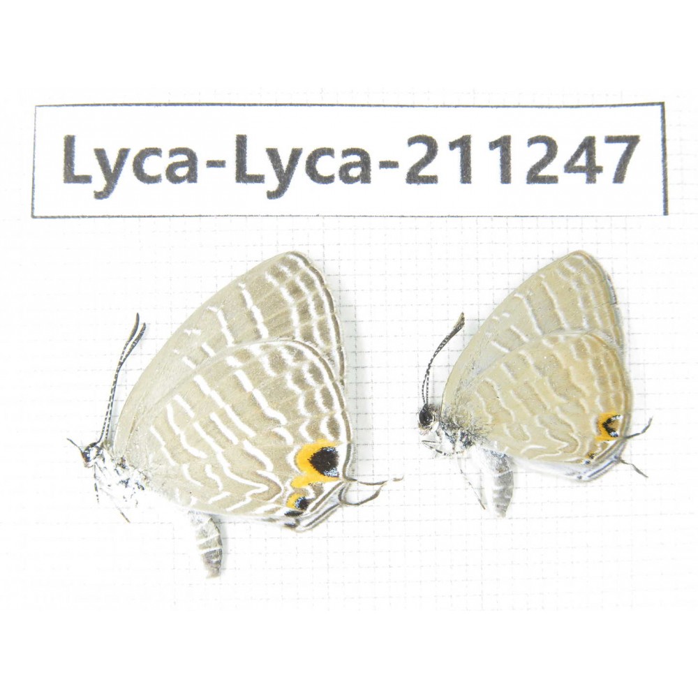 Jamides alecto. China, Guangxi, Baise, Mt.Cenwanglaoshan. 2M. Lyca-Lyca-211247.