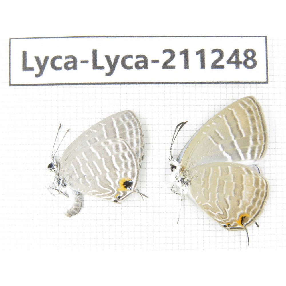 Jamides alecto. China, Guangxi, Baise, Mt.Cenwanglaoshan. 2M. Lyca-Lyca-211248.
