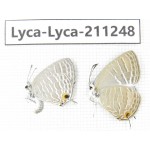 Jamides alecto. China, Guangxi, Baise, Mt.Cenwanglaoshan. 2M. Lyca-Lyca-211248.