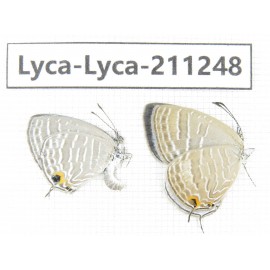 Jamides alecto. China, Guangxi, Baise, Mt.Cenwanglaoshan. 2M. Lyca-Lyca-211248.